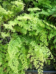 Adiantum capillus-veneris