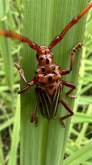 Chydarteres striatus