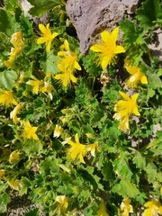 Eucnide bartonioides