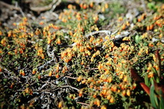 Hermannia multiflora