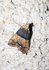 Pyralis pictalis