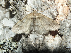 Paradarisa consonaria
