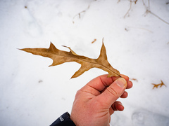 Quercus × subfalcata