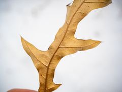 Quercus × subfalcata