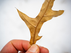 Quercus × subfalcata