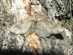 Paradarisa consonaria