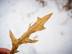 Quercus × subfalcata