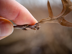 Quercus × subfalcata