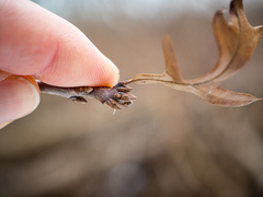 Quercus × subfalcata