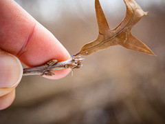 Quercus × subfalcata