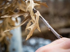 Quercus × subfalcata
