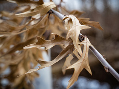 Quercus × subfalcata