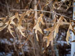 Quercus × subfalcata