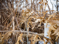 Quercus × subfalcata