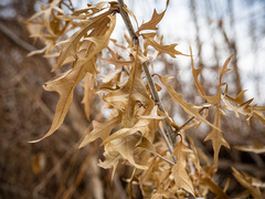 Quercus × subfalcata