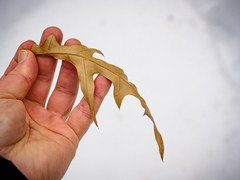 Quercus × subfalcata