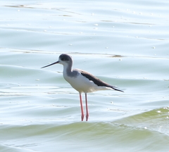 Himantopus himantopus