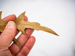 Quercus × subfalcata