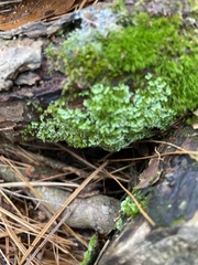 Cladonia coniocraea