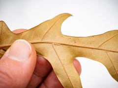 Quercus × subfalcata