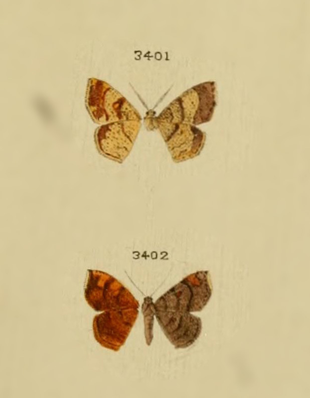 Cyclomia epionaria