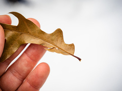 Quercus × subfalcata