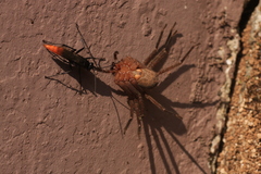 Tachypompilus analis