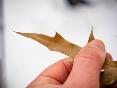 Quercus × subfalcata