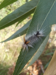 Halysidota ruscheweyhi