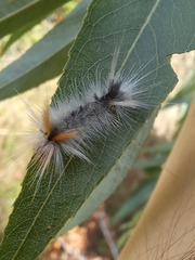 Halysidota ruscheweyhi