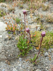 Erigeron uniflorus