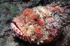Scorpaena plumieri