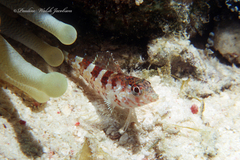 Malacoctenus triangulatus