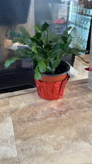 Schlumbergera truncata