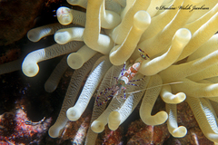 Periclimenes yucatanicus