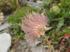 Geum montanum