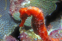 Hippocampus reidi
