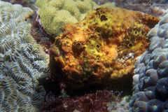 Antennarius multiocellatus