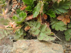 Geum montanum
