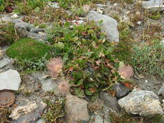 Geum montanum