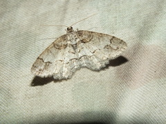 Paradarisa consonaria