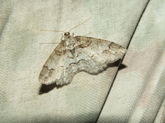 Paradarisa consonaria