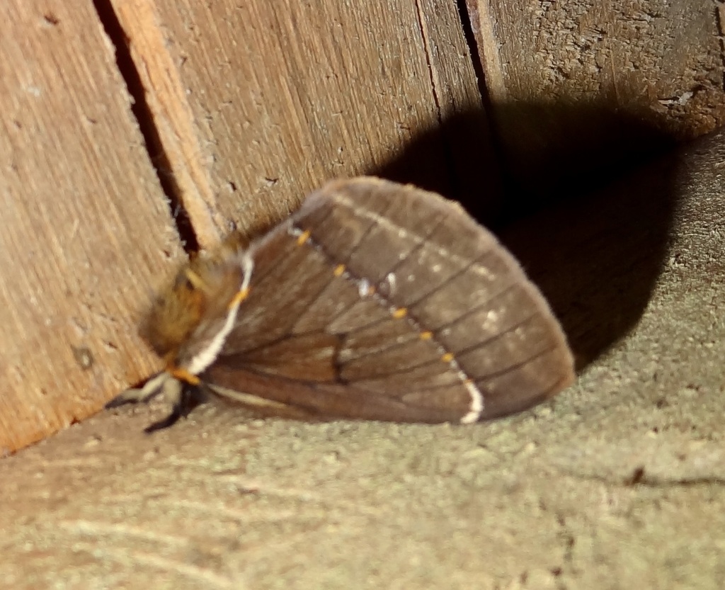 Pseudodirphia andicola