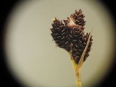 Carex atrata