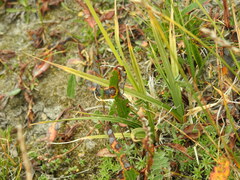 Carex atrata