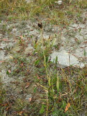 Carex atrata