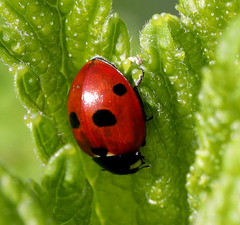 Coccinella quinquepunctata