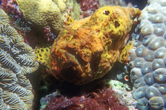 Antennarius multiocellatus