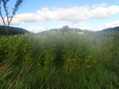 Hasteola suaveolens