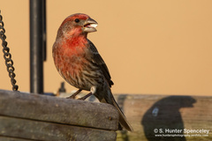 Haemorhous mexicanus